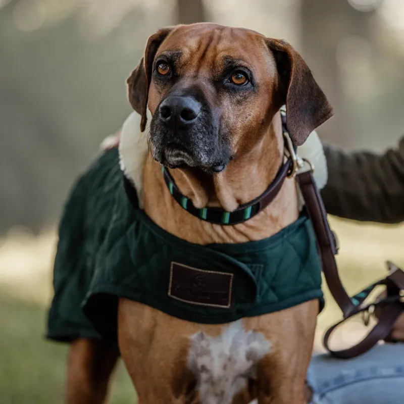 Kentucky Dog Coat - Green